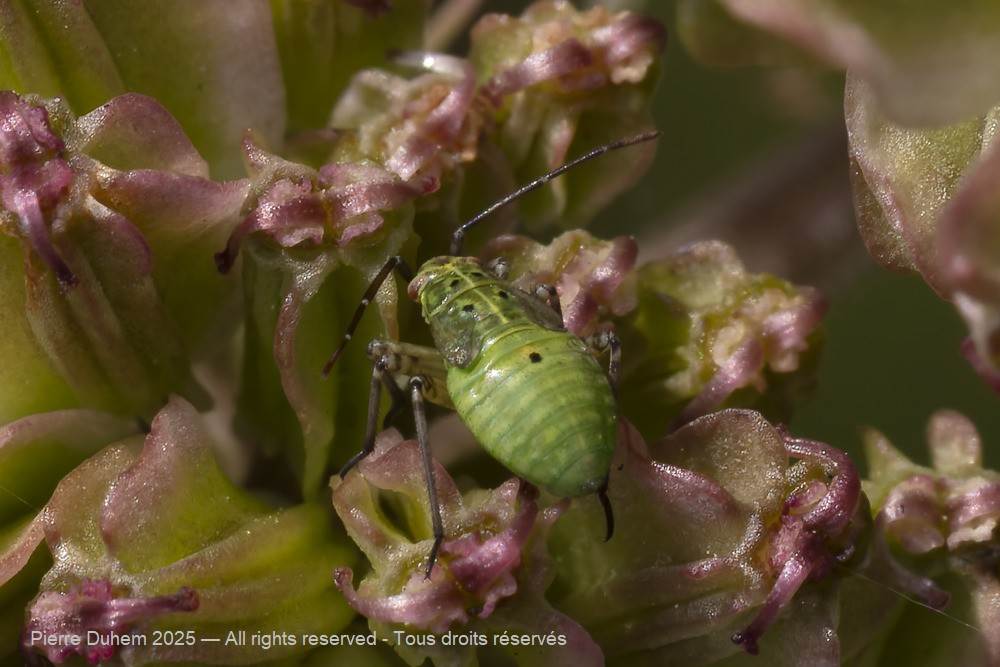 Lygus rugulipennis