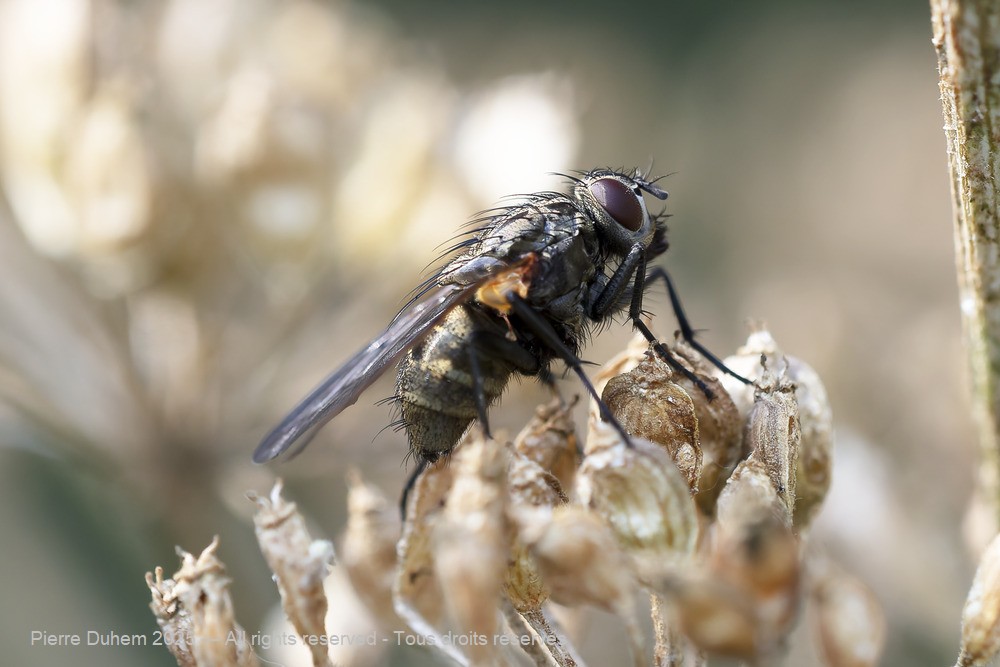 Hydrophoria lancifer