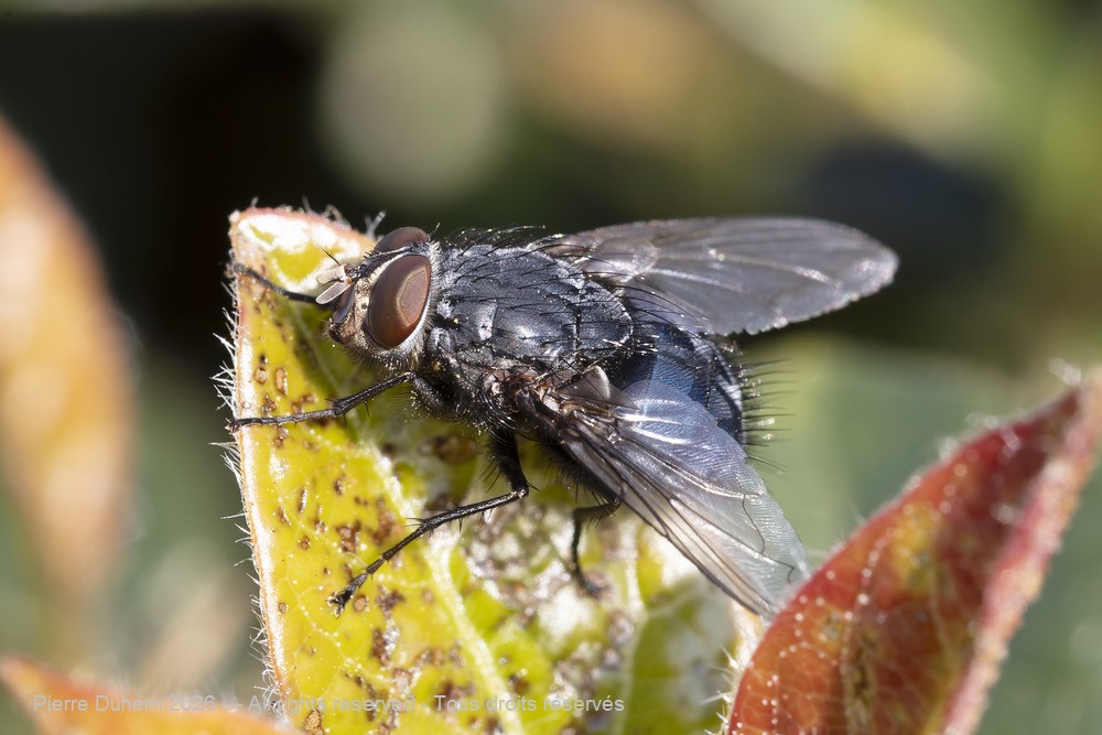 Insecta > Diptera > Calliphoridae > Calliphora vicina