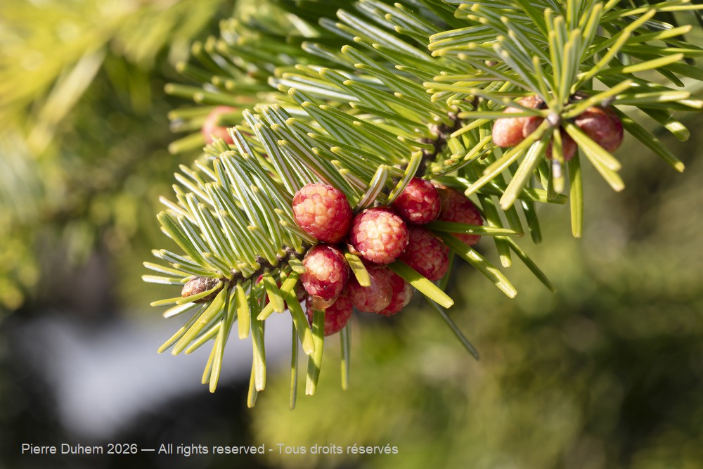 > Pinales > Pinaceae > Abies nordmanniana