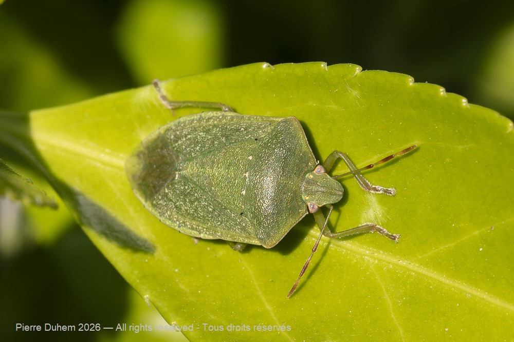Insecta > Heteroptera > Pentatomidae > Nezara viridula