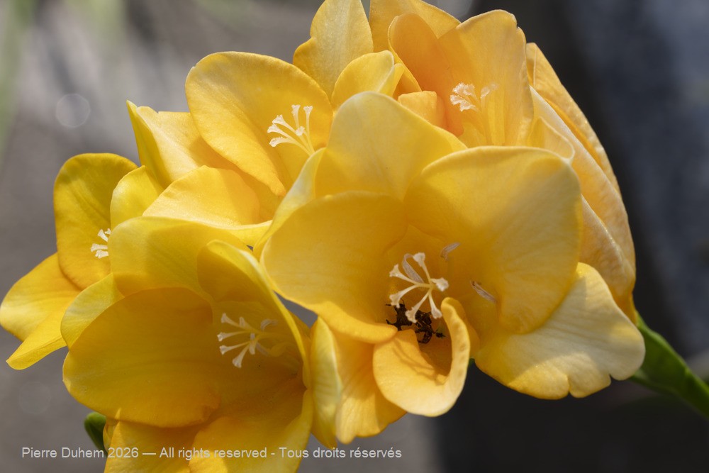 > Asparagales > Iridaceae > Freesia refracta