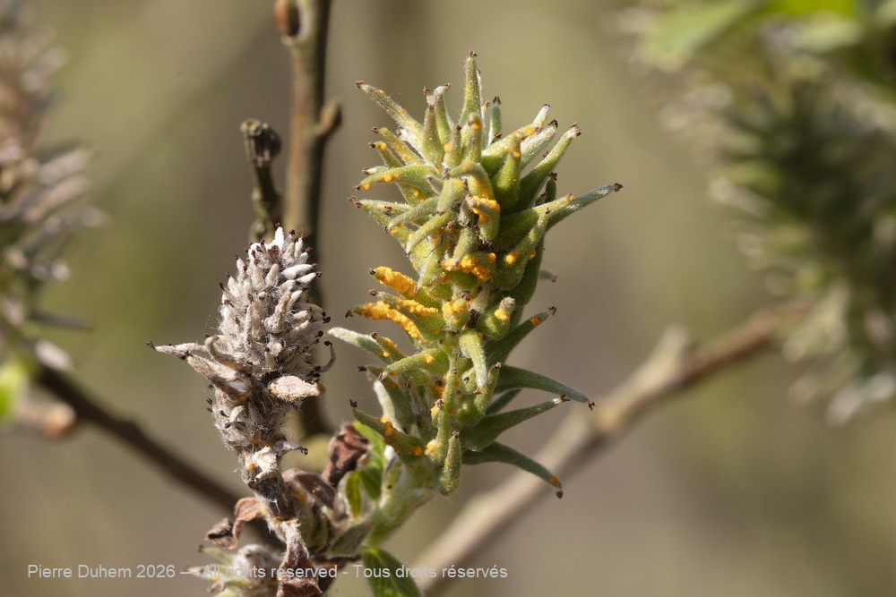 Fungi > Pucciniales > Melampsoraceae > Melampsora epitea