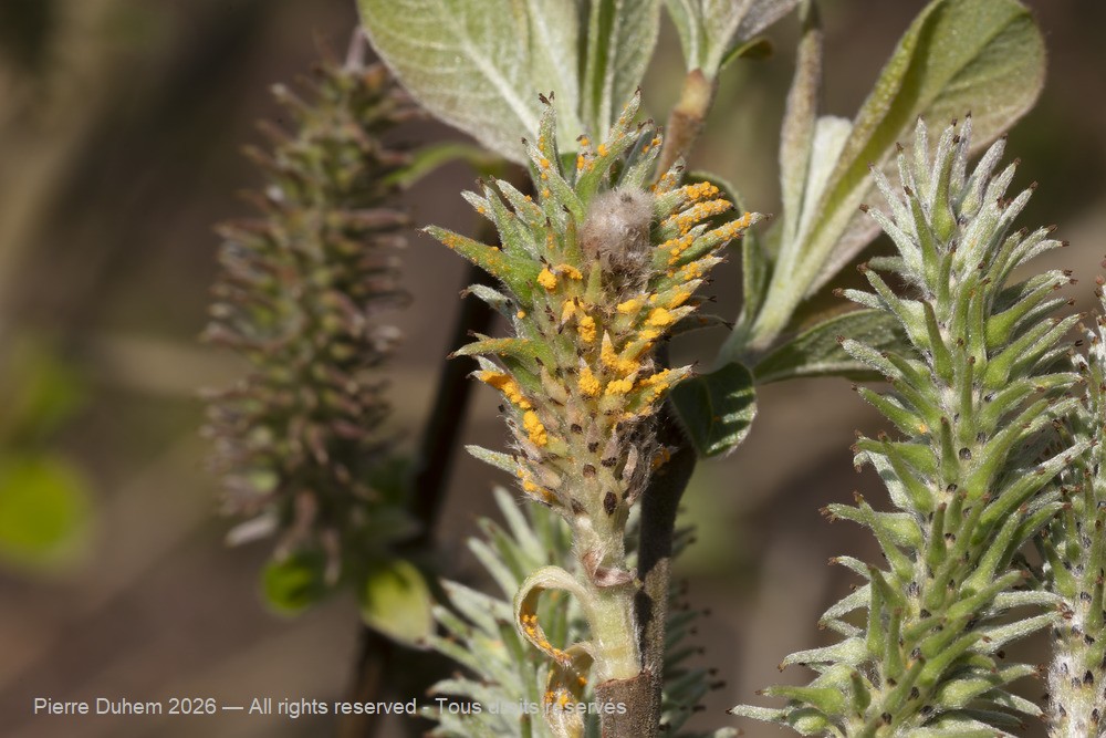 Fungi > Pucciniales > Melampsoraceae > Melampsora epitea