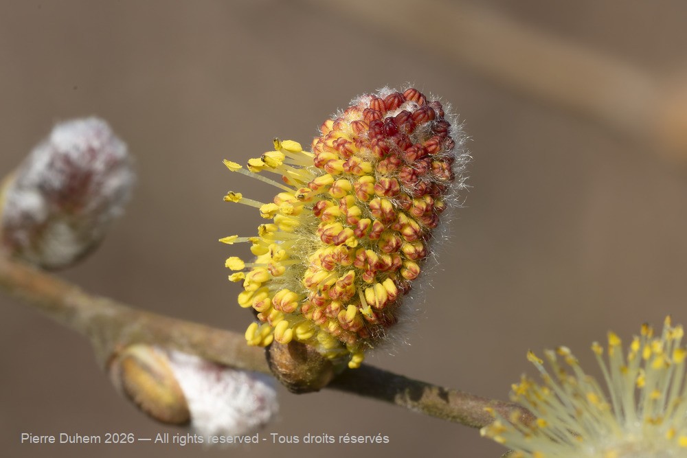  > Malpighiales > Salicaceae > Salix sp.