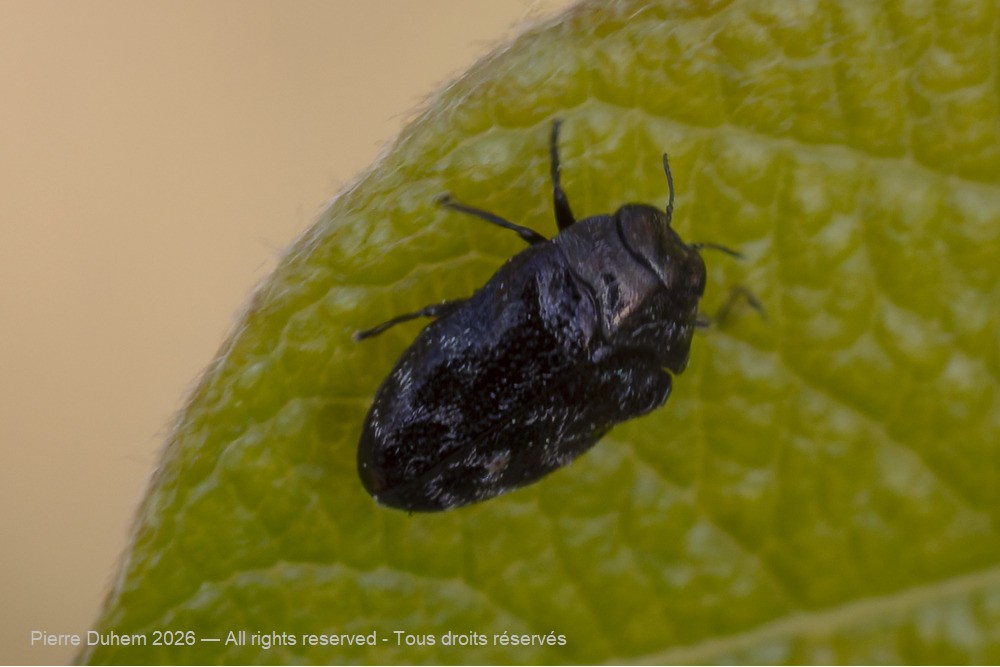 Insecta > Coleoptera > Buprestidae > Trachys minutus