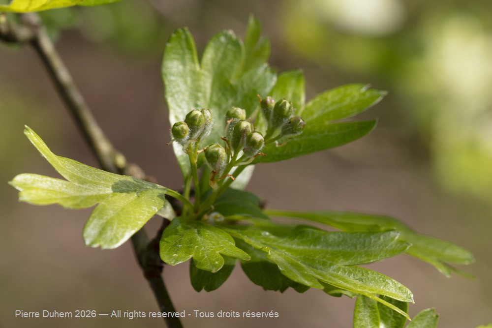  > Rosales > Rosaceae > Crataegus monogyna