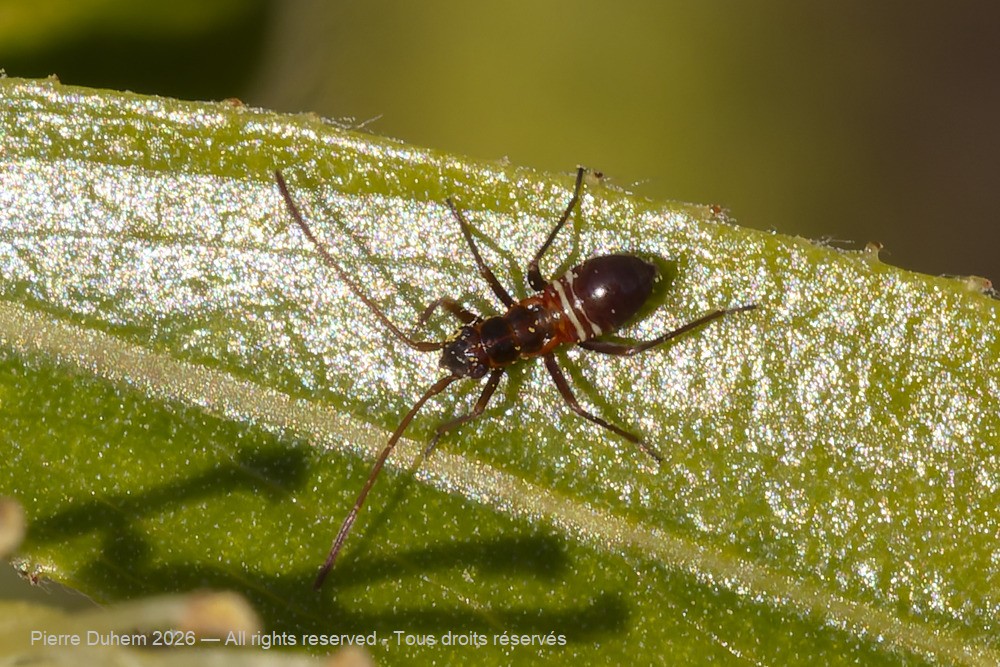 Insecta > Heteroptera > Nabidae > Himacerus mirmicoides