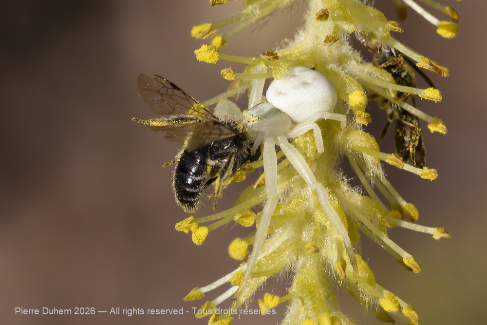 Arachnida > Araneae > Thomisidae > Misumena vatia