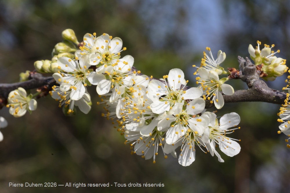  > Rosales > Rosaceae > Prunus angustifolia
