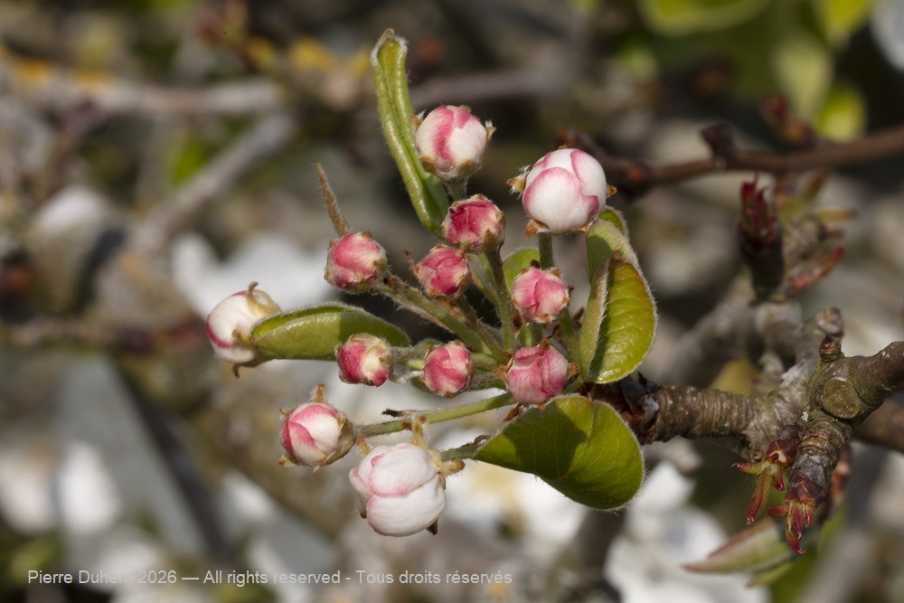  > Rosales > Rosaceae > Pyrus communis