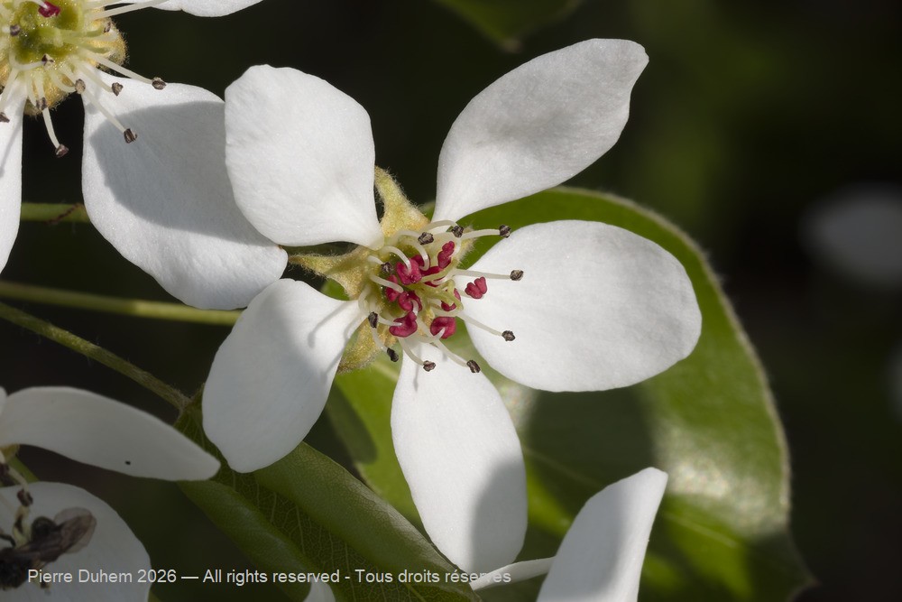  > Rosales > Rosaceae > Pyrus communis