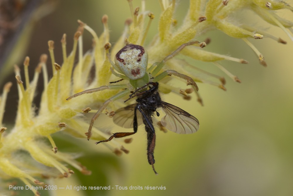 Arachnida > Araneae > Thomisidae > Ebrechtella tricuspidata