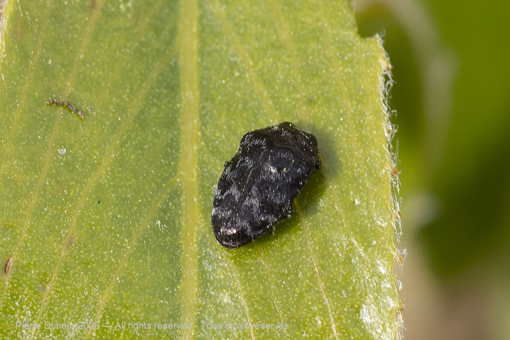 Insecta > Coleoptera > Buprestidae > Trachys minutus