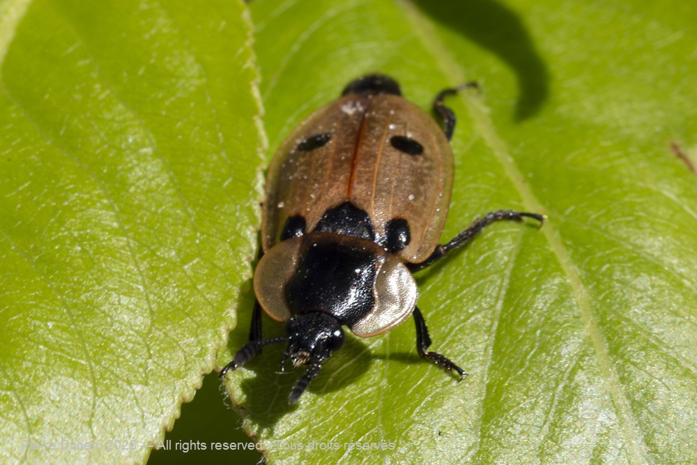 Insecta > Coleoptera > Silphidae > Dendroxena quadrimaculata