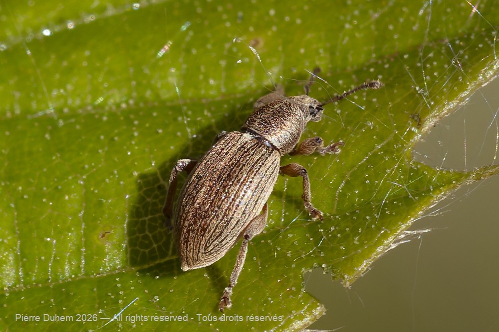 Insecta > Coleoptera > Curculionidae > Polydrusus marginatus