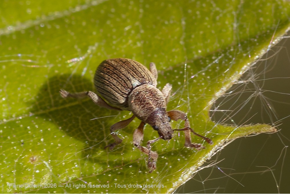 Insecta > Coleoptera > Curculionidae > Polydrusus marginatus