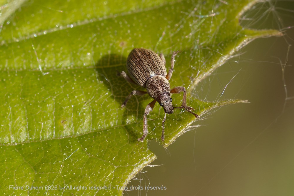 Insecta > Coleoptera > Curculionidae > Polydrusus marginatus