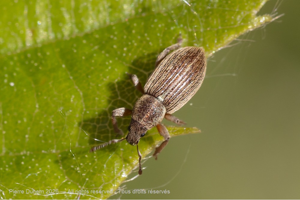 Insecta > Coleoptera > Curculionidae > Polydrusus marginatus