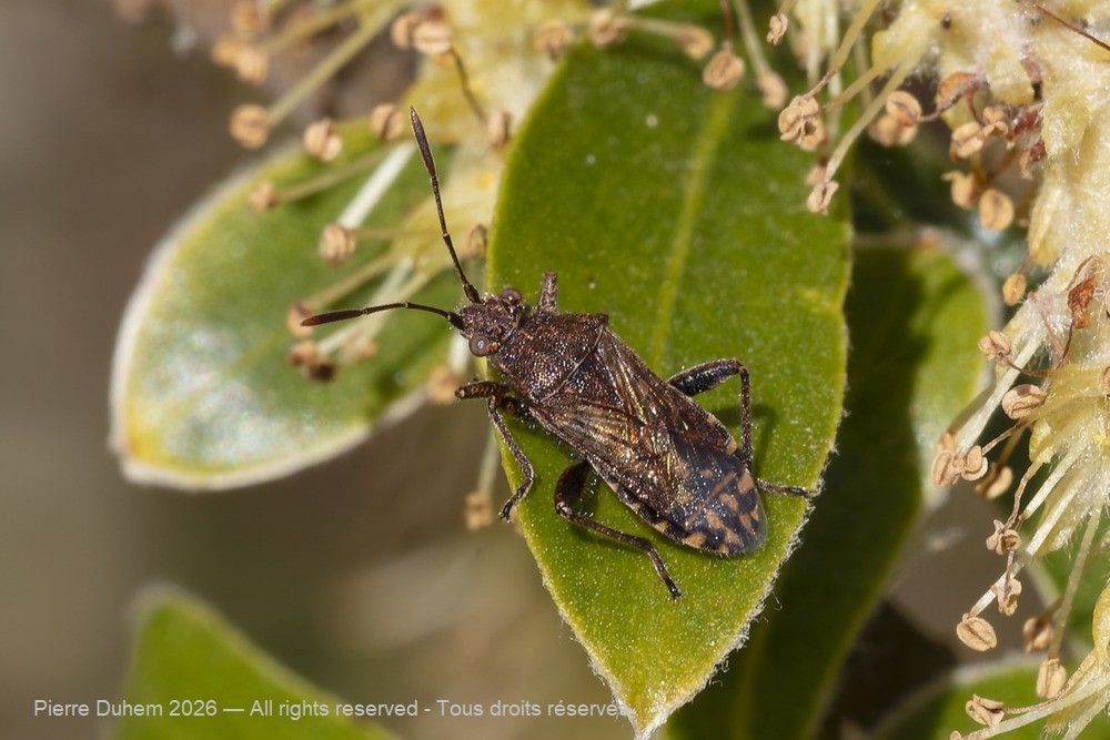 Insecta > Heteroptera > Rhopalidae > Stictopleurus punctatonervosus
