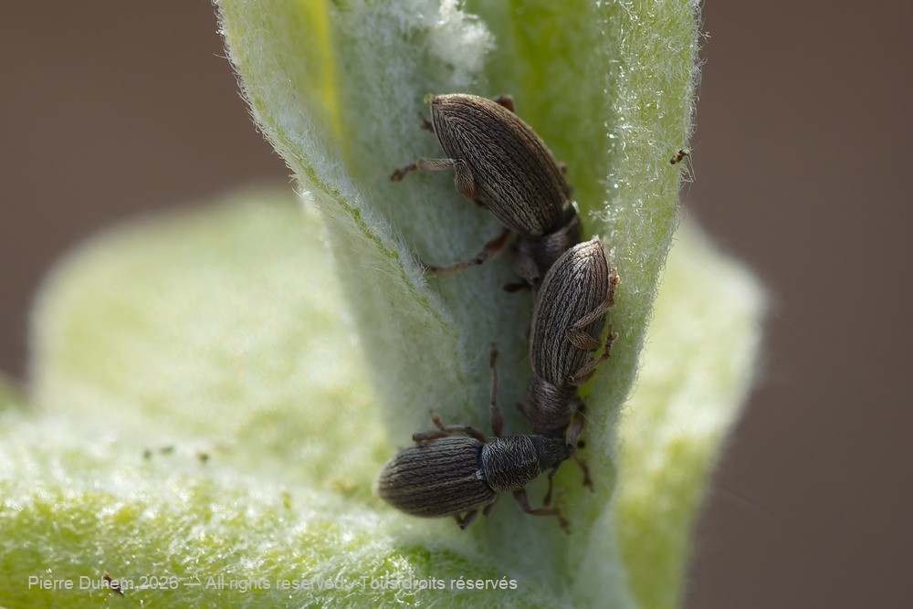 Insecta > Coleoptera > Curculionidae > Polydrusus marginatus