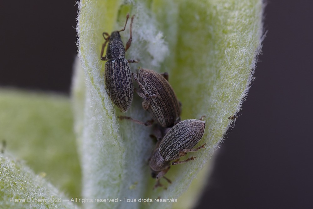 Insecta > Coleoptera > Curculionidae > Polydrusus marginatus
