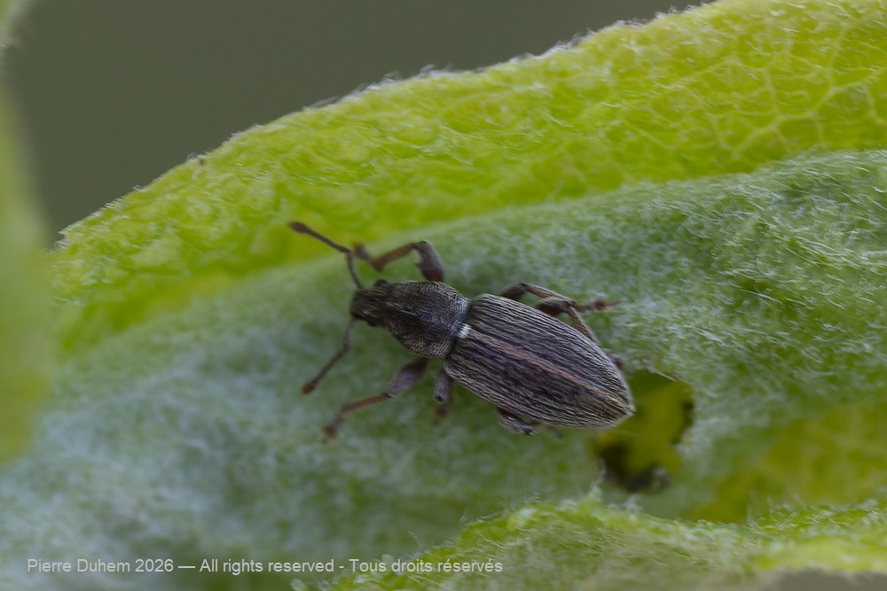 Insecta > Coleoptera > Curculionidae > Polydrusus marginatus
