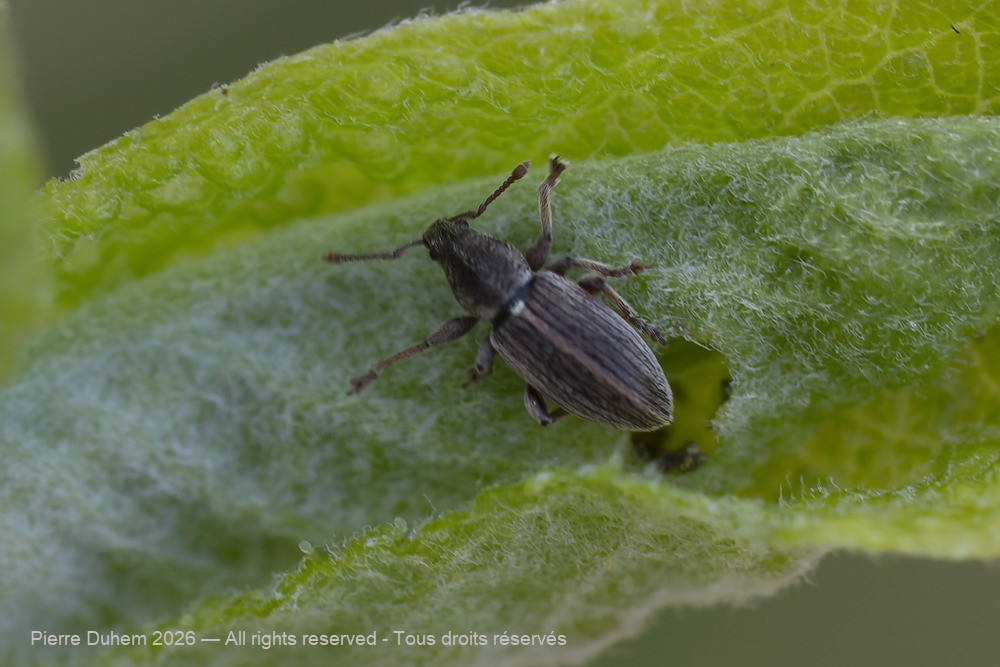Insecta > Coleoptera > Curculionidae > Polydrusus marginatus