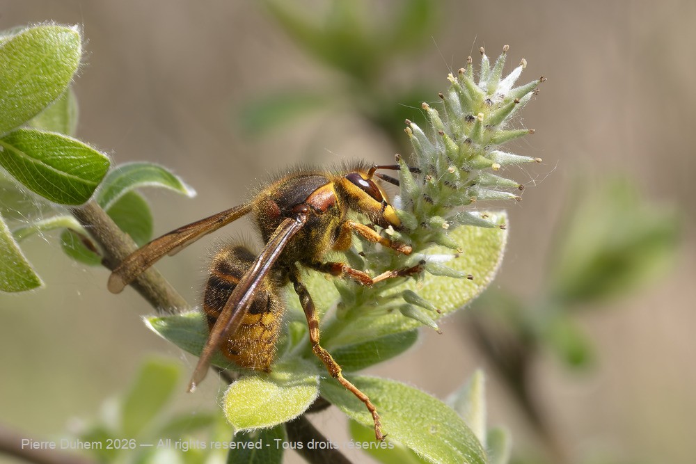 Vespa crabro