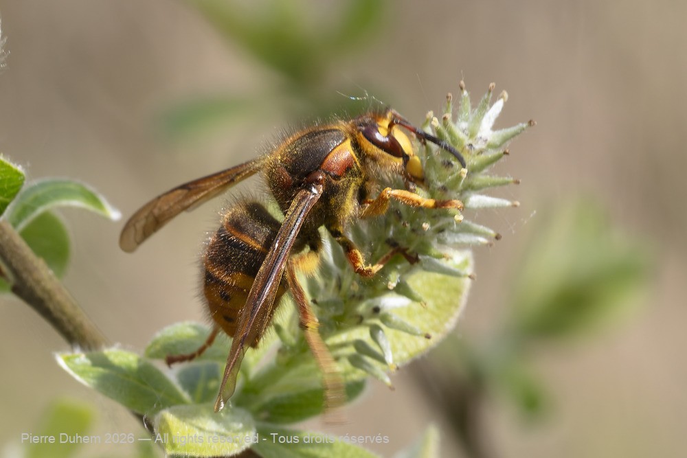 Vespa crabro