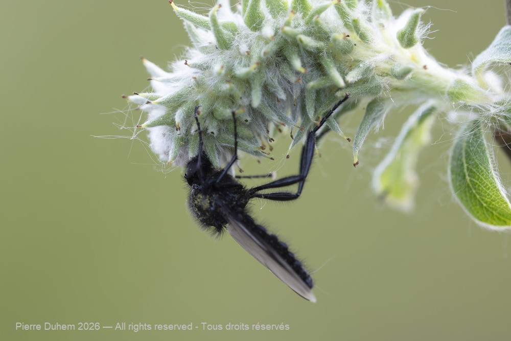 Insecta > Diptera > Bibionidae > Bibio marci
