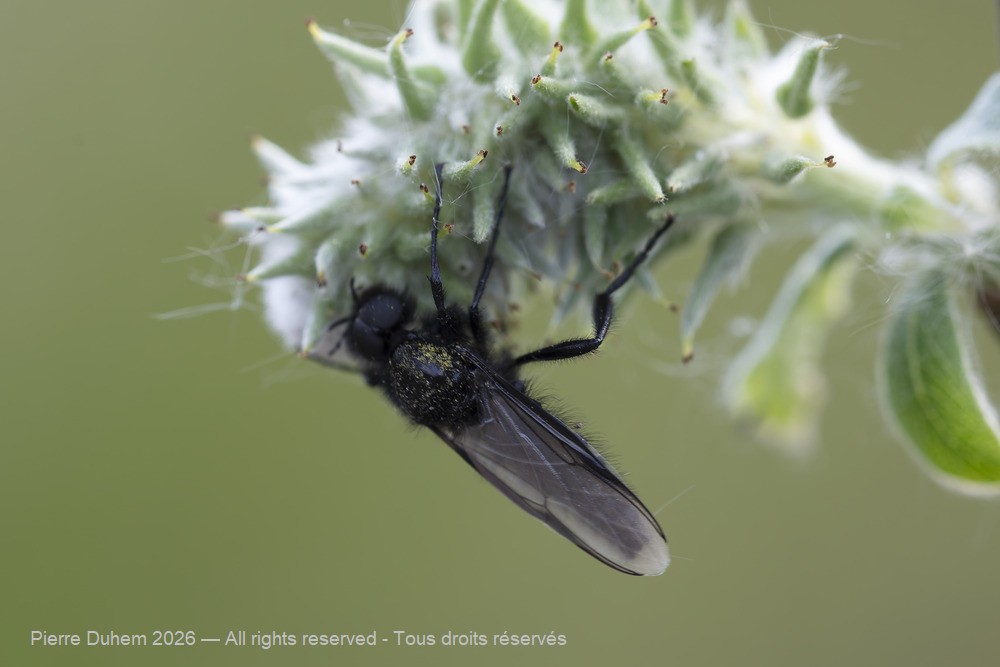 Insecta > Diptera > Bibionidae > Bibio marci