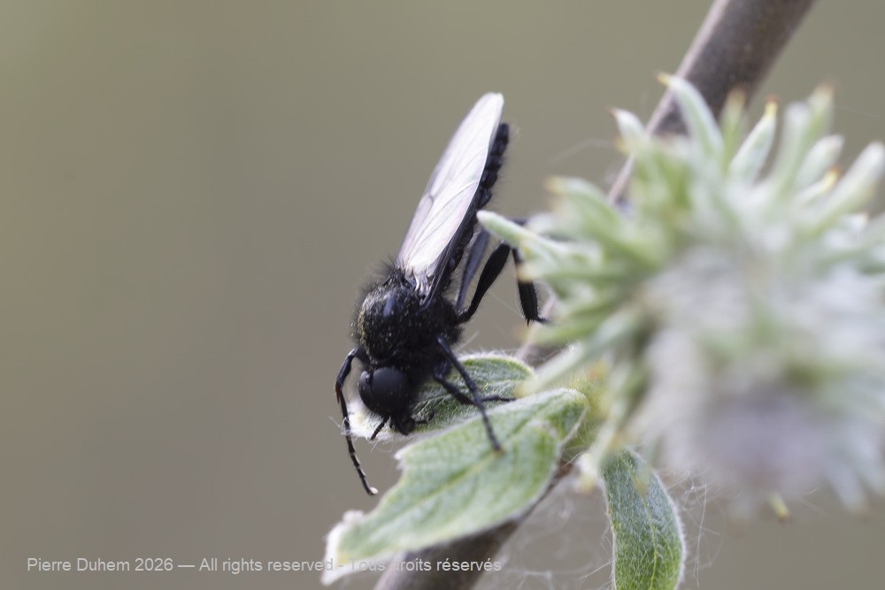 Insecta > Diptera > Bibionidae > Bibio marci