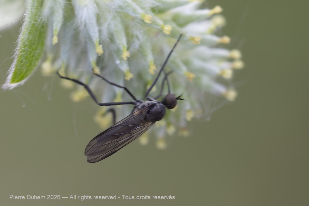 Insecta > Diptera > Empididae > Hilara sp.