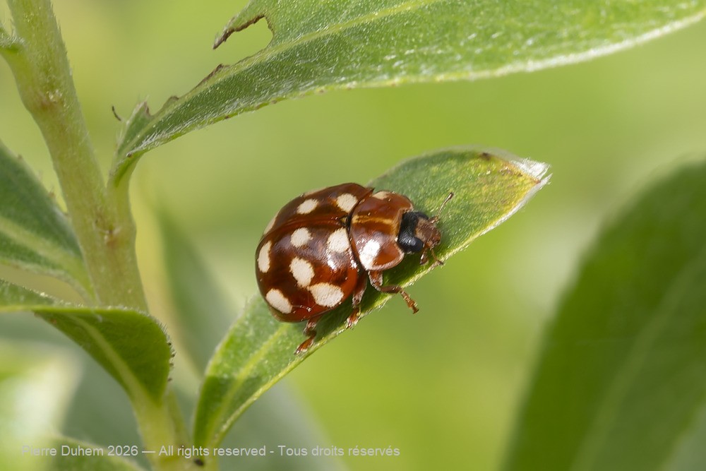 Insecta > Coleoptera > Coccinellidae > Calvia quatuordecimguttata