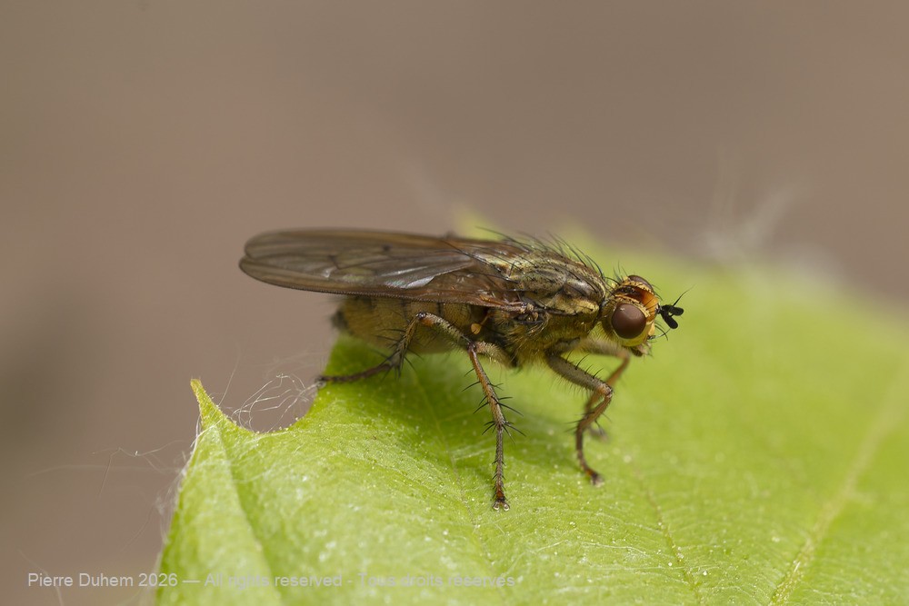 Insecta > Diptera > Scathophagidae > Scathophaga stercoraria