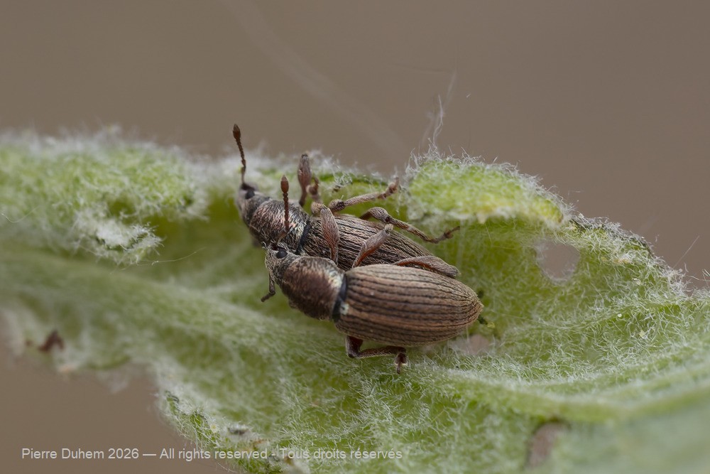 Insecta > Coleoptera > Curculionidae > Polydrusus marginatus