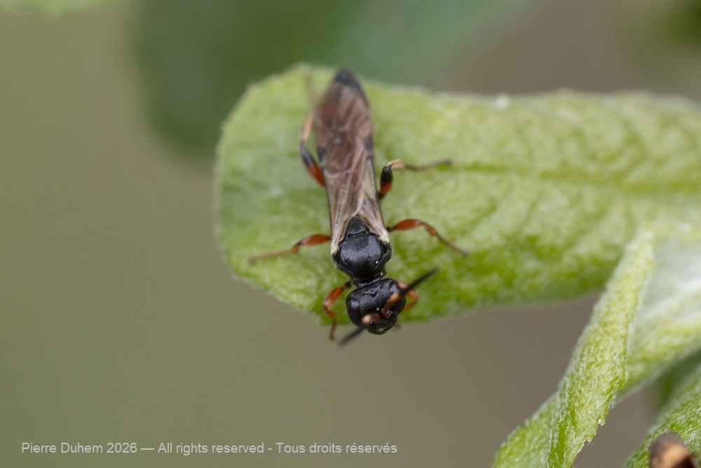 Insecta > Hymenoptera > Ichneumonidae > Phaeogenini