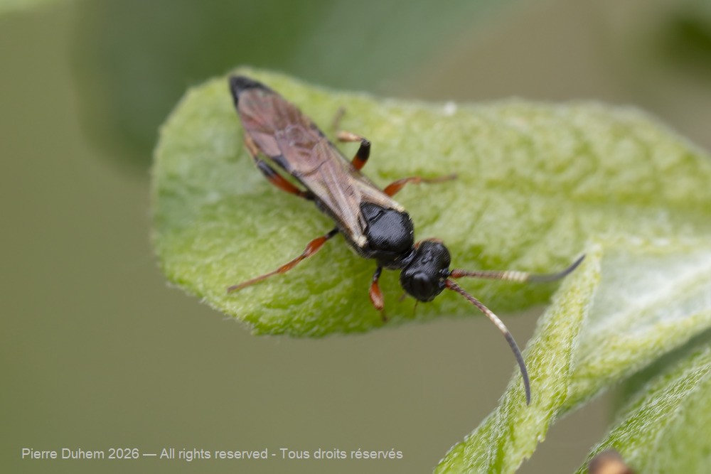 Insecta > Hymenoptera > Ichneumonidae > Phaeogenini