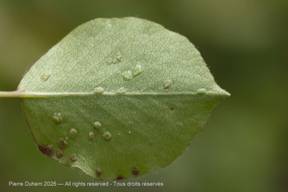 Arachnida > Prostigmata > Eriophyidae > Eriophyes pyri