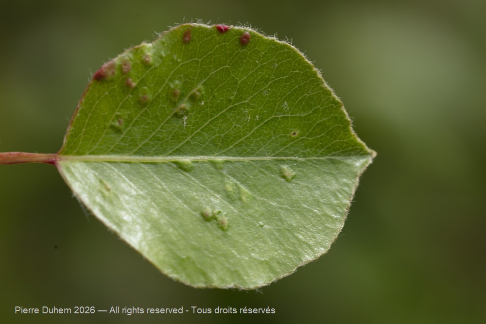 Arachnida > Prostigmata > Eriophyidae > Eriophyes pyri