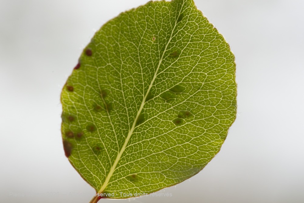 Arachnida > Prostigmata > Eriophyidae > Eriophyes pyri