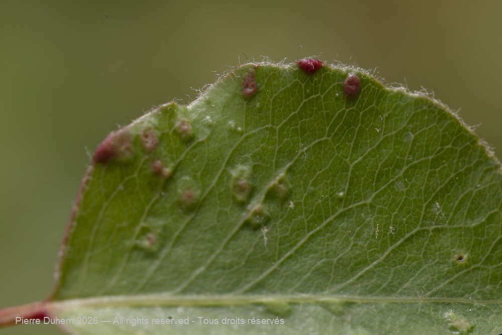 Arachnida > Prostigmata > Eriophyidae > Eriophyes pyri