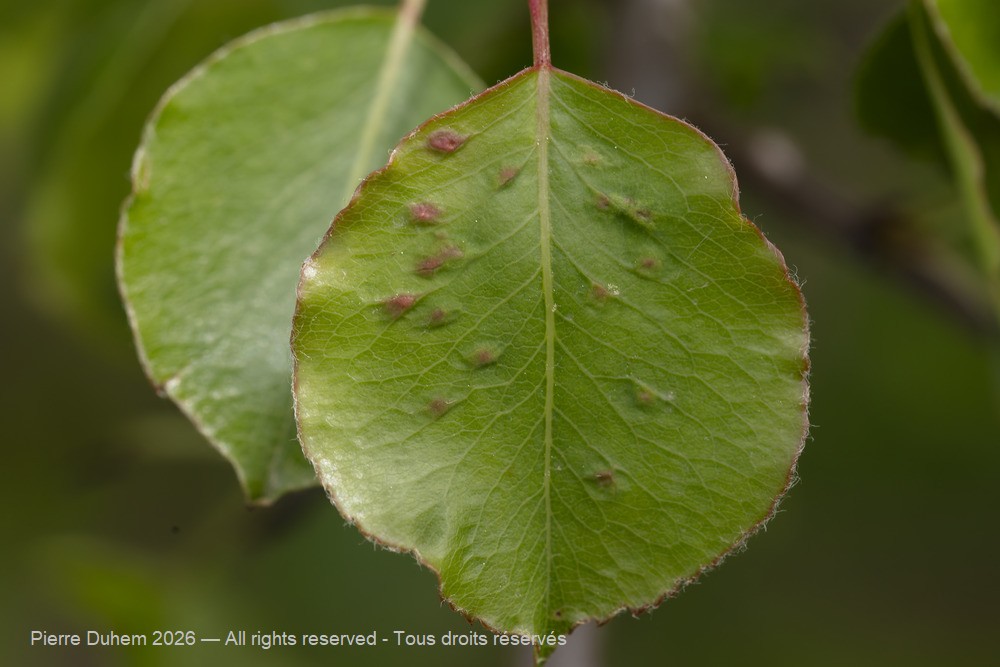 Arachnida > Prostigmata > Eriophyidae > Eriophyes pyri