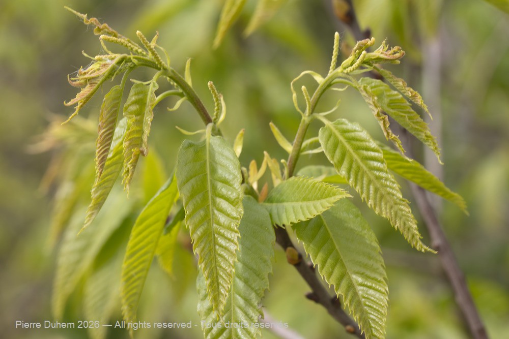  > Fagales > Fagaceae > Castanea sativa