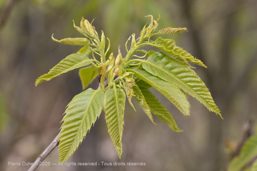  > Fagales > Fagaceae > Castanea sativa