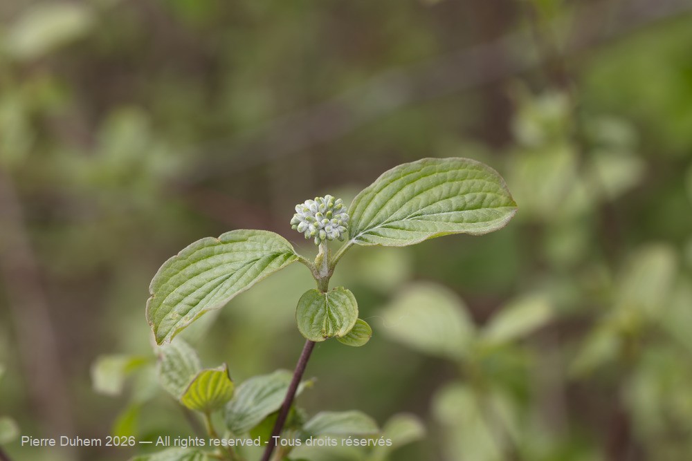 Cornus sanguinea
