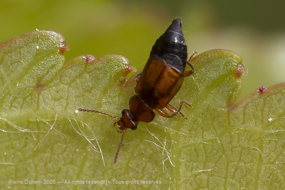 Insecta > Coleoptera > Staphylinidae > Eusphalerum cf. semicoleoptratum