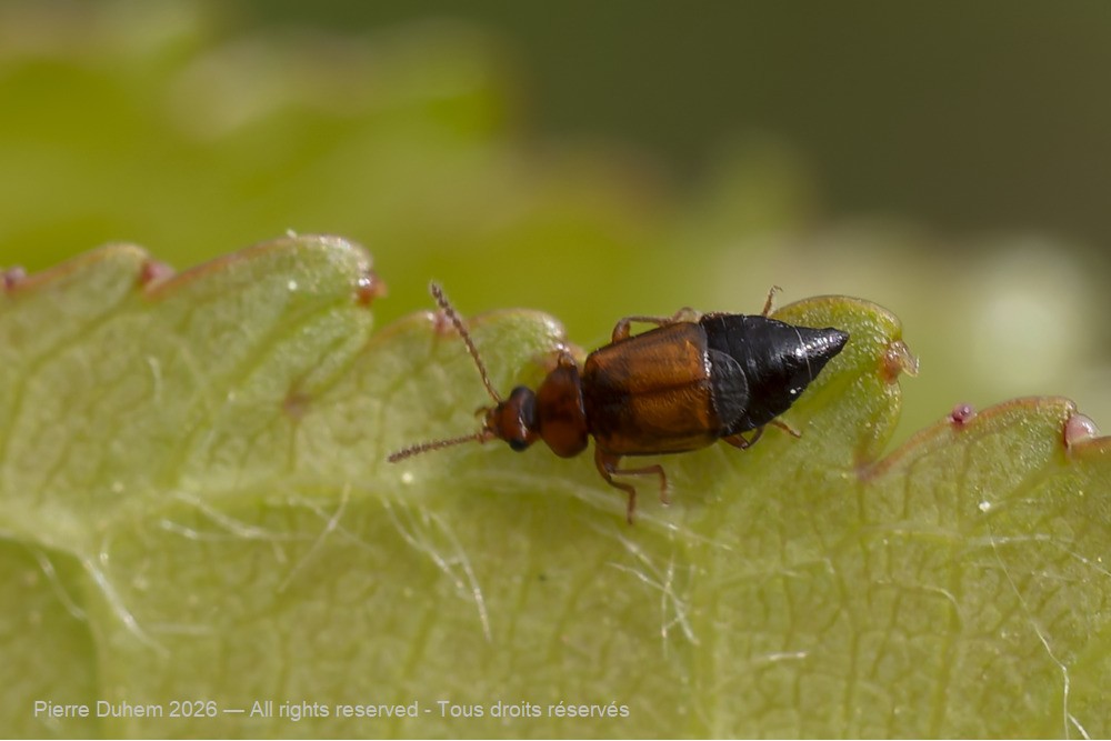 Insecta > Coleoptera > Staphylinidae > Eusphalerum cf. semicoleoptratum