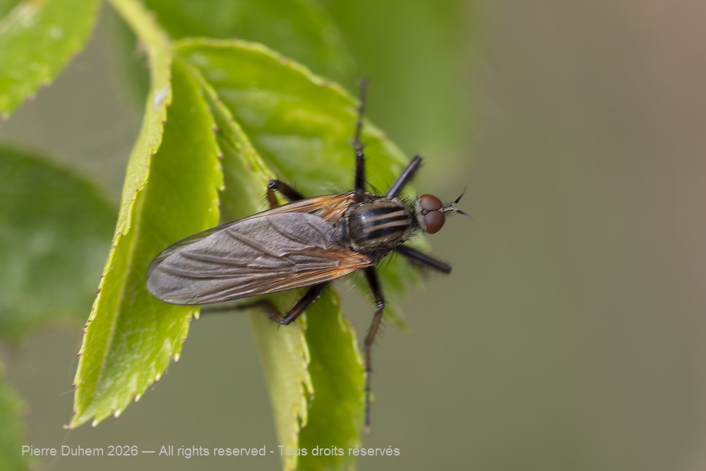 Insecta > Diptera > Empididae > Empis (Euempis) tessellata
